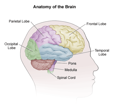 brain_anatomy